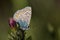 White and yellow winged butterfly