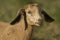 White yellowish domestic baby goat head in blurred natural background