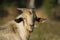 white yellowish domestic goat head in blurred background