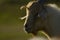 White yellowish domestic goat head in blurred natural background