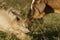 White yellowish domestic goat head in blurred natural background