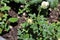 White yellowish rose buds