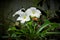 White and yellowâ€‹ of Plumeria Flower, blurâ€‹ backgroundâ€‹inâ€‹ theâ€‹ gardenâ€‹ Thailand, Indian Head Ginger flower with