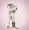 White Yorkie-Pom dog. mixedbreed Pomeranian and Yorkshire Terrier against pink background