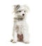 White Yorkie-Pom . mixed breed Pomeranian and Yorkshire Terrier