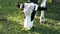 White young calf tied to a chain on a green lawn chewing grass. Grazing, Cows, Cattle, Farm Animals