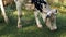 White young calf tied to a chain on a green lawn chewing grass. Grazing, Cows, Cattle, Farm Animals