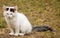 White young cat adorable sitting in the grass