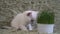 White young cat sniffs potted grass