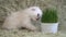 White young cat sniffs potted plant