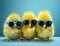 White young chicken agriculture newborn chick farming small yellow sunglasses garden poultry funny bird animal