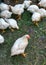 White young chickens.