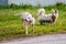 White young dog breed pitbull next to fluffy white dog on a fre