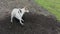 White young dog in digging a hole in black earth