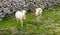 White young lambs on the pasture near the dry stone wall on the Croatian Island of Pag