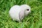 The white young Miniature Lop is sitting in the grass, close-up