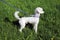White Young Miniature Poodle Outdoors on a Green Grass