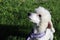 White Young Miniature Poodle Outdoors on a Green Grass