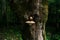 White young mushrooms tinderbox on a tree in the woods.