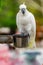 White young parrot sits on an iron manger, a portrait of a bird looks into the camera