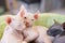 White young sphynx cats sleeping and playing on light green rug