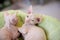 White young sphynx cats sleeping and playing on light green rug