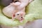 White young sphynx cats sleeping and playing on light green rug