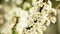 White Young Spring Flowers Growing In Branch Of Tree.