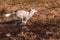 The white young wolf catches up to its prey by running a marshy body of water. Side view of a white Siberian Husky breed dog