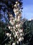 White Yucca Filamentosa bush flowers.