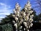 White Yucca Filamentosa bush flowers.