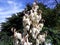 White Yucca Filamentosa bush flowers.