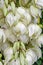 White Yucca filamentosa bush flowers, other names include Adams needle