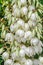 White Yucca filamentosa bush flowers, other names include Adams needle