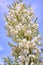 White Yucca filamentosa bush flowers, other names include Adams needle