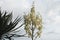 White Yucca filamentosa bush flowers, other names include Adams needle, common yucca, Spanish bayonet, bear-grass, needle-palm,