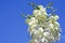 White yucca flower