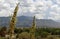 White Yucca Flower in New Mexico