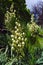 White yucca flowers