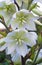 White yucca flowers blooming in the garden