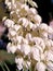 White yucca flowers closeup