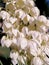 White yucca flowers closeup