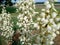 White yucca flowers on the lawn