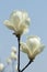 White Yulan flower