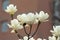 White Yulan flower