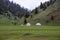 White yurts in a green valley between hills covered by forest. Kyrgyzstan