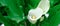 White zantedeschia aethiopica calla arum-lily