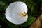 White Zantedeschia Flower Background, Calla, Nature
