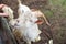 White Zenensky goat eats cabbage from human hands