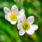 White Zephyr Lily